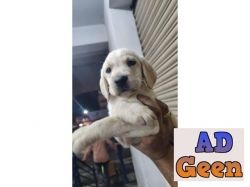 used Labrador puppy for sale 